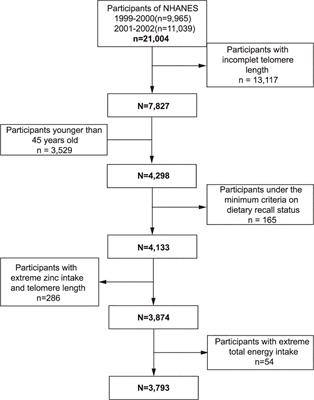 Potential effect of dietary zinc intake on telomere length: A cross-sectional study of US adults